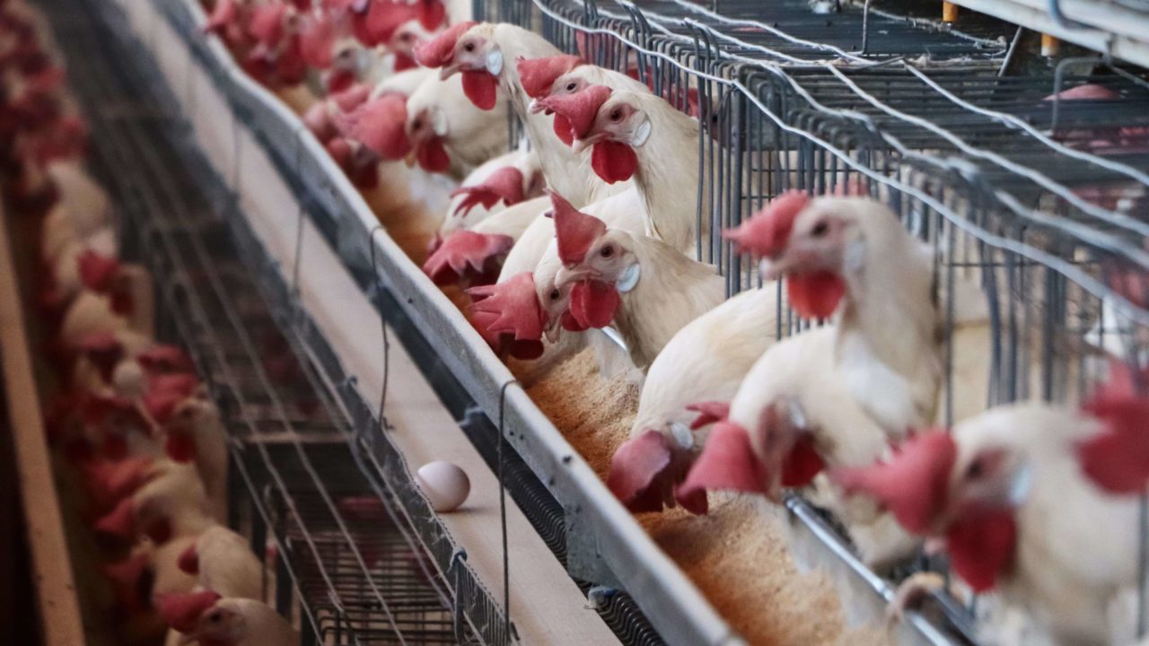 México suspende importación de productos avícolas de Brasil por alerta de influenza aviar