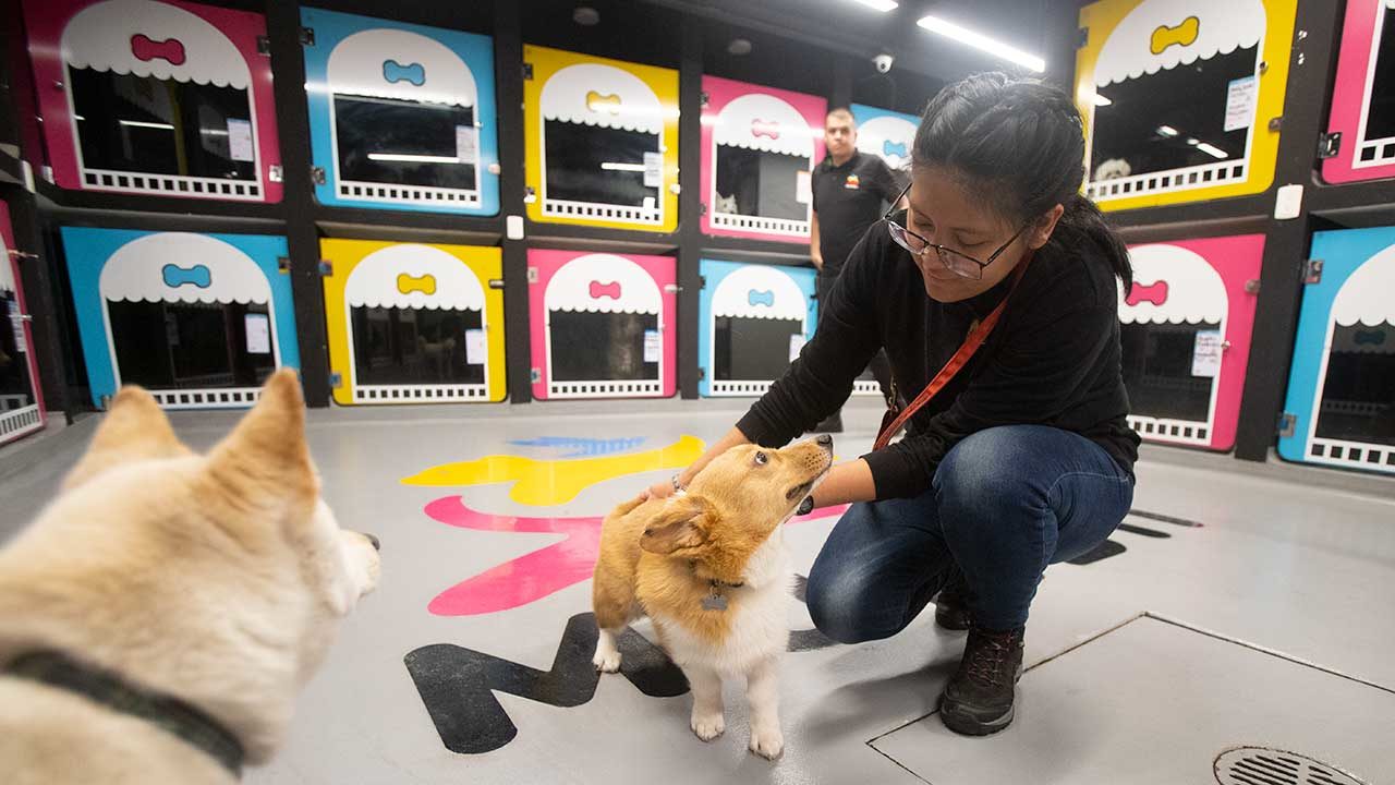 Mumbii quiere todo para las mascotas: tiendas, hotel, spa, hospital, escuela…