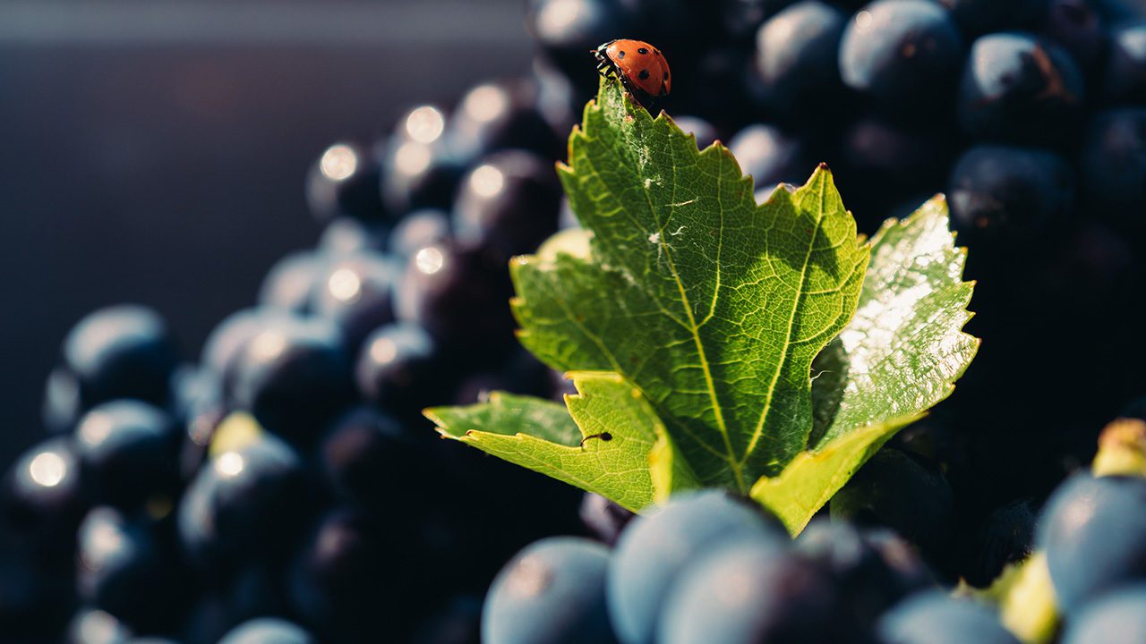 #DeNuestraRevista: Desafío exquisito en medio de la región francesa de Champagne