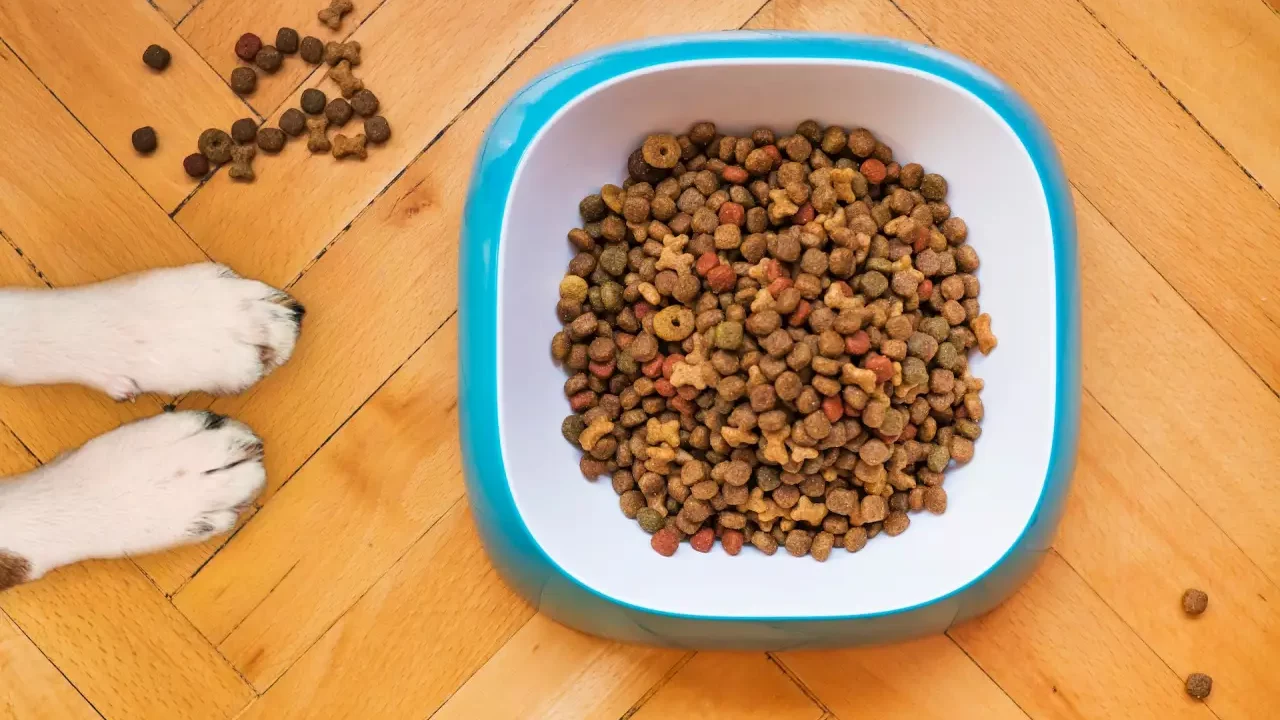 Erario pierde 825 mil mdp tras eliminación del IVA a comida de mascotas