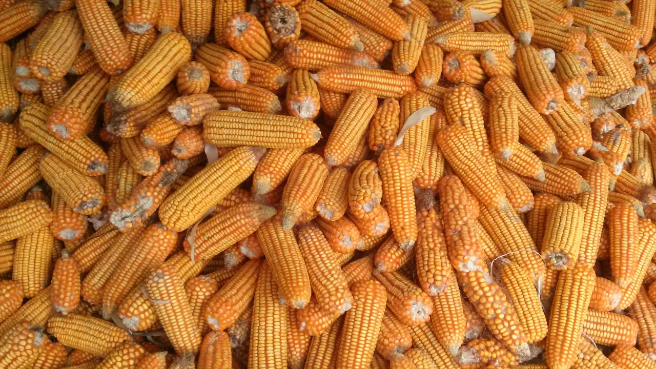 AMLO propone reforma para prohibir el maíz transgénico, pese a disputa comercial con EU