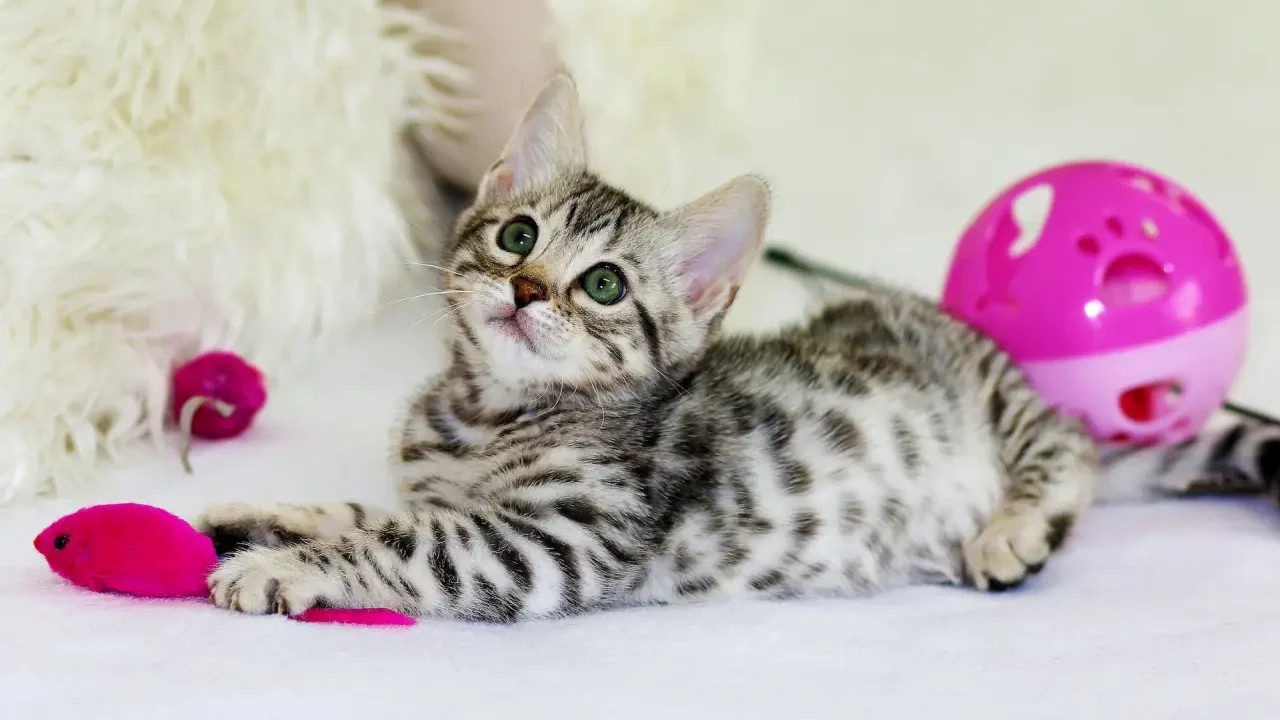 Alimento para gatos hecho con pavo es retirado en EU y Canadá por la muerte de una mascota