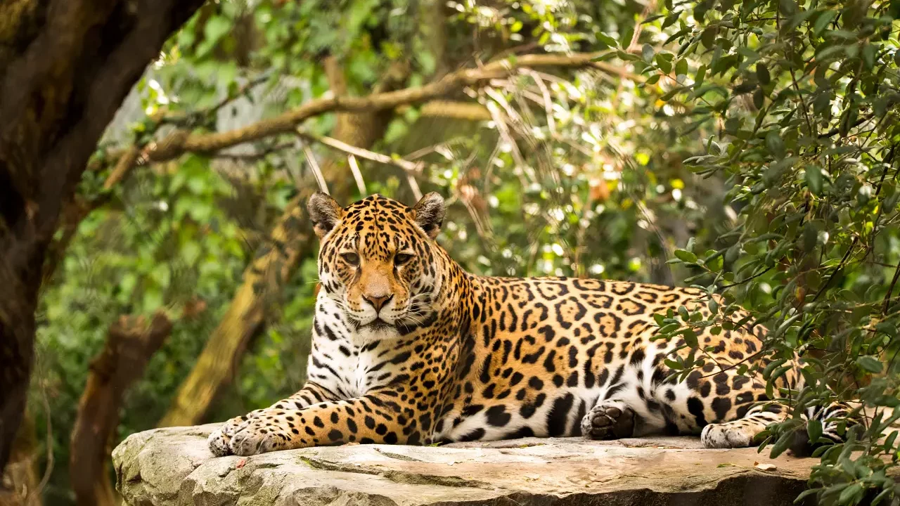 México protege su reserva del jaguar con nuevo parque