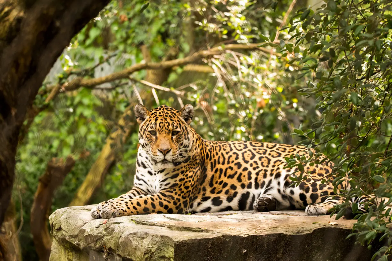 México protege su reserva del jaguar con nuevo parque