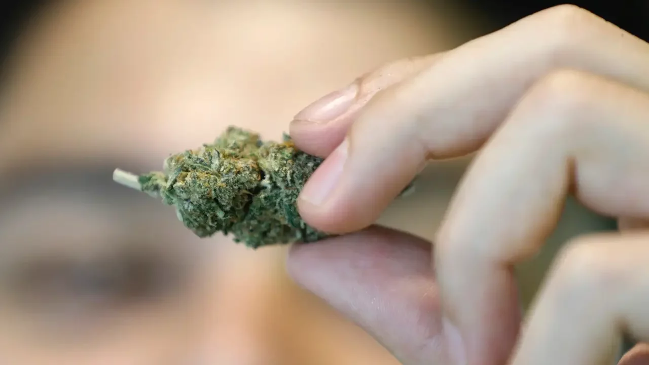 Entre porros y galletas, Tailandia vive el negocio de la marihuana