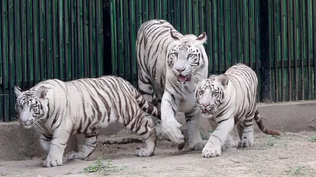 Tigres blancos