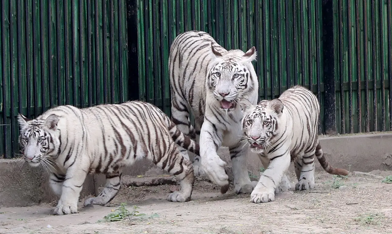 Dos cachorros de tigre blanco son presentados en público en India
