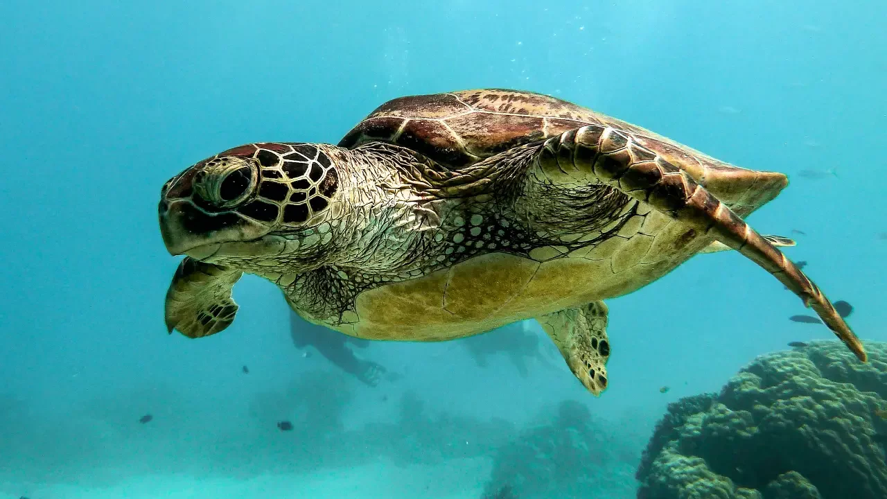 Países de la ONU adoptan nuevo tratado para proteger los océanos
