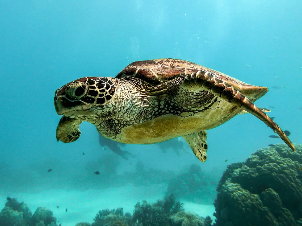Hallan enzimas capaces de medir la exposición de tortugas marinas al plástico