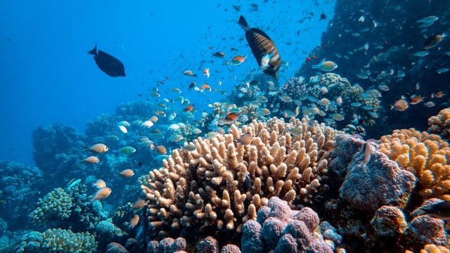 arrecifes de coral Islas Galápagos