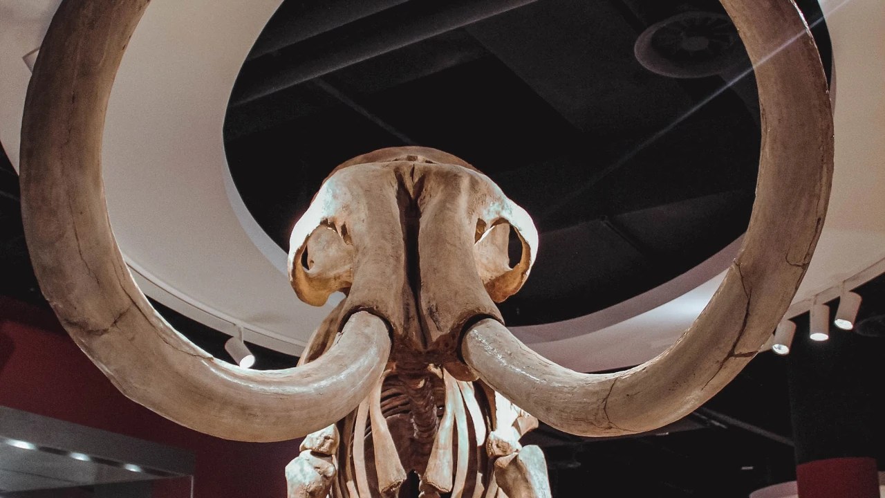 Analizan la evolución del mamut lanudo en sus 700,000 años por Siberia. Noticias en tiempo real