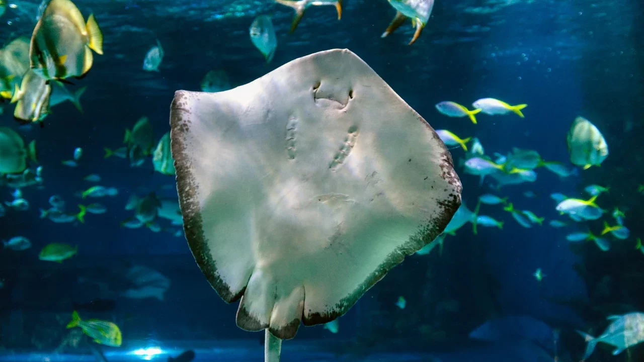 Quitan aguijón a mantarrayas en Sonora; buscaban proteger a turistas