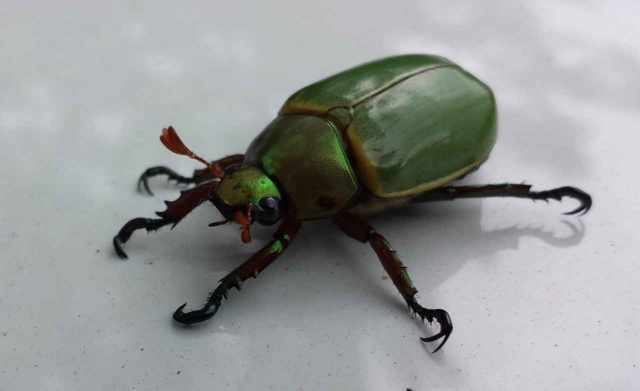 escarabajo Tanzania África Fósil