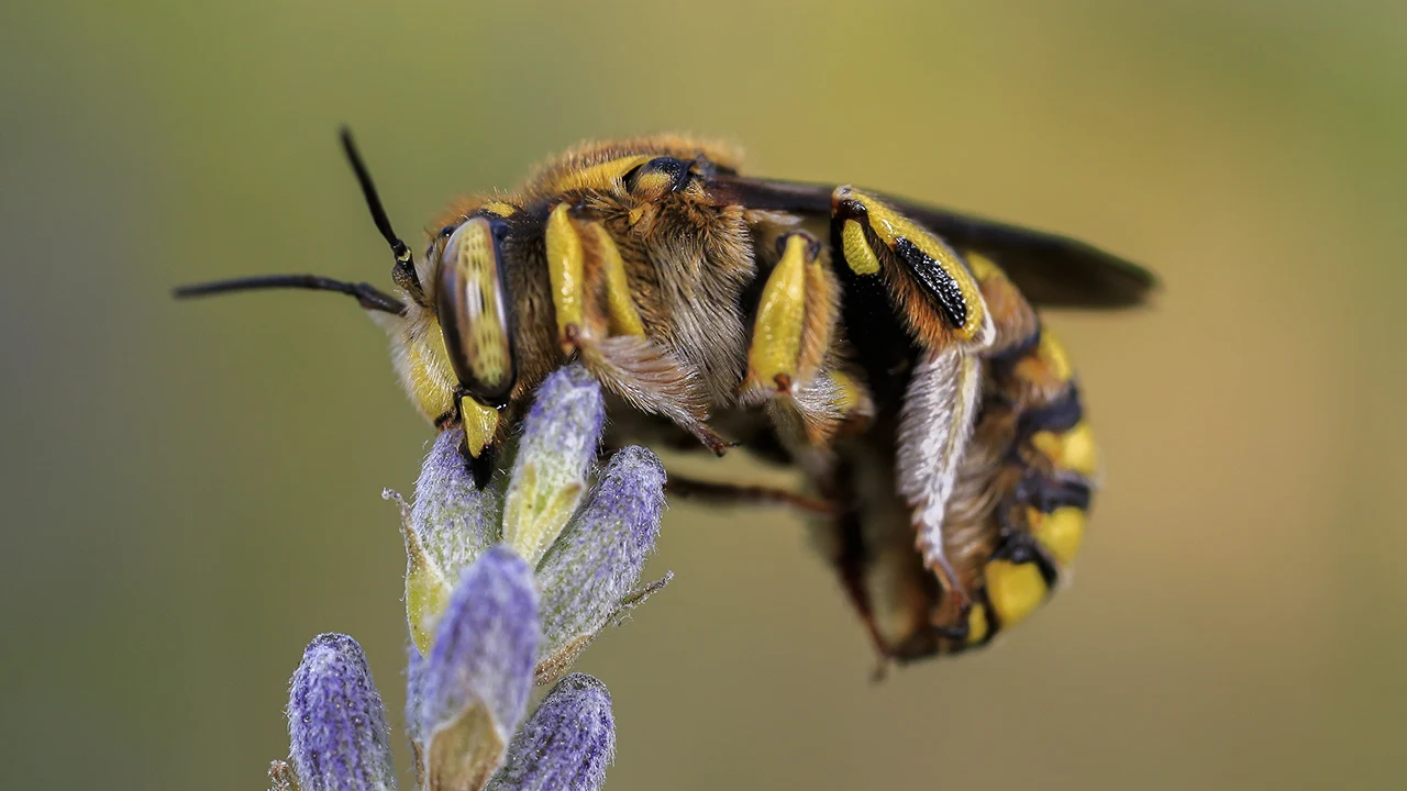 Fotogalería: El día de la abeja y su papel vital en el mundo