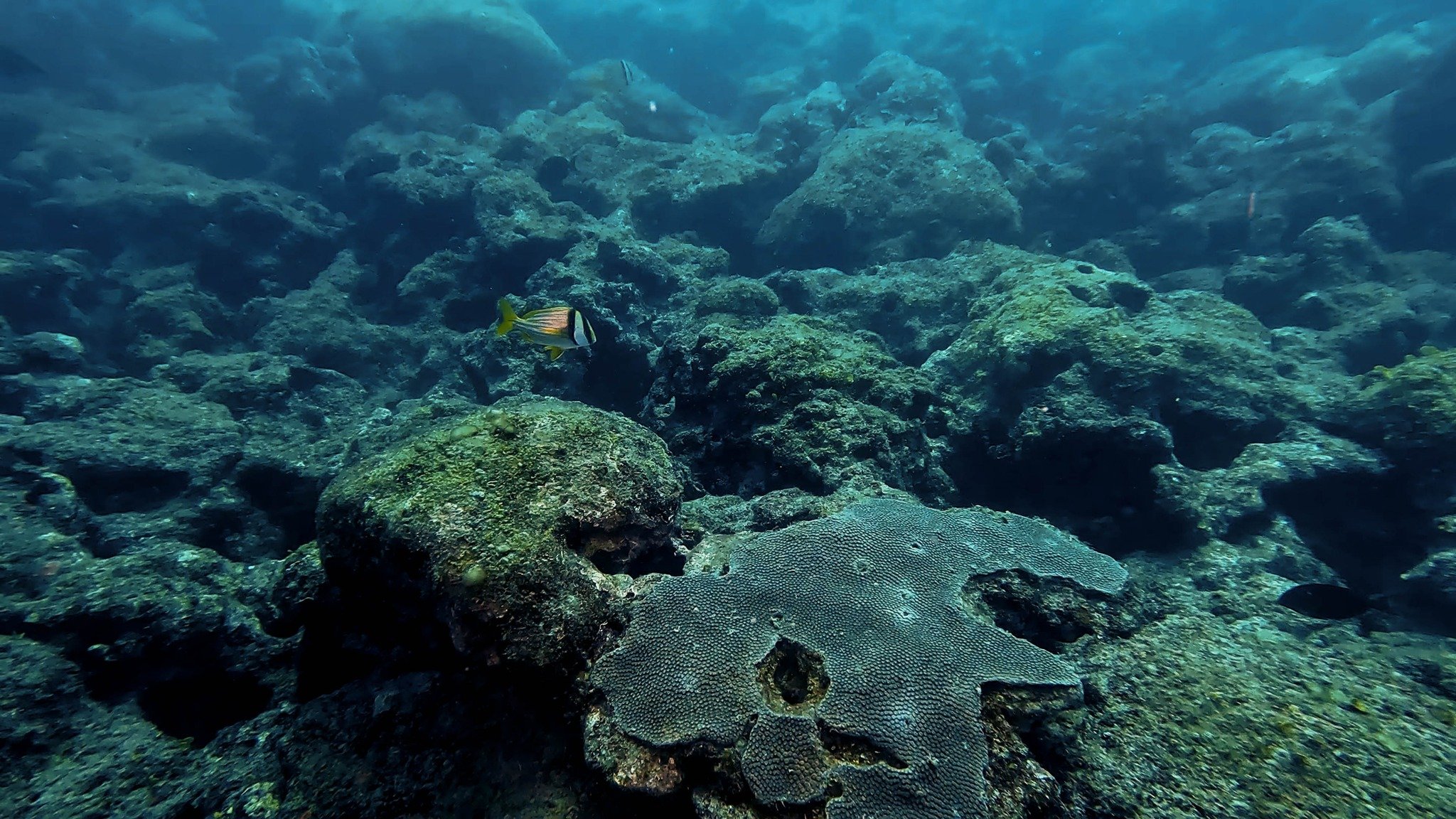 Greenpeace urge proteger arrecifes descubiertos en el Golfo de México ante nuevo gasoducto