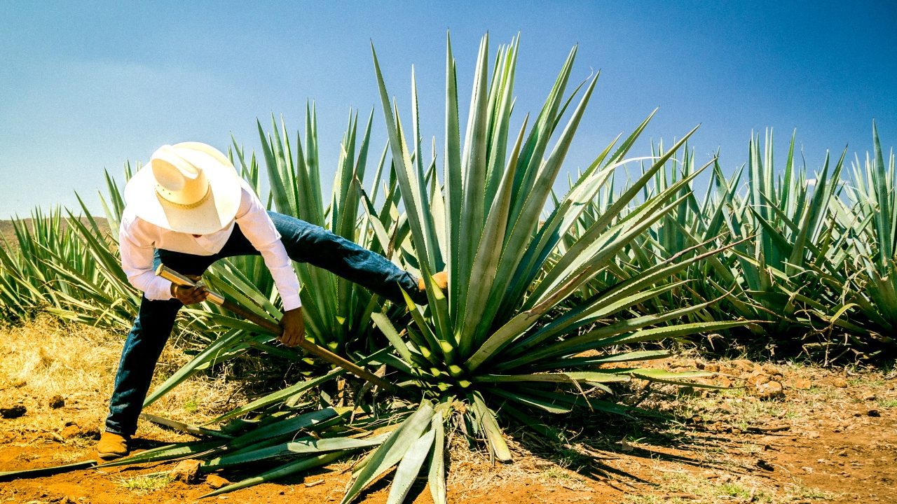 Industria tequilera certifica sus agaves para evitar mayor impacto ambiental
