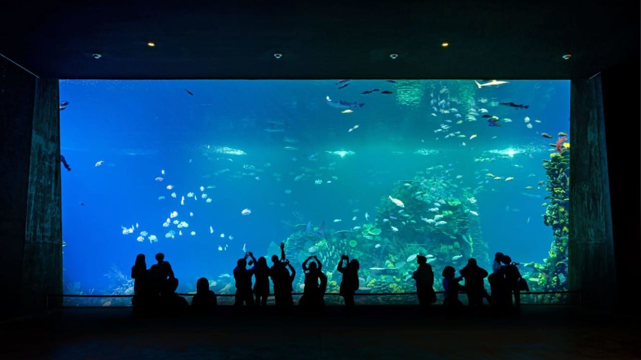 Emerge del Mar de Cortés el acuario más grande de Latinoamérica; alberga 200 especies