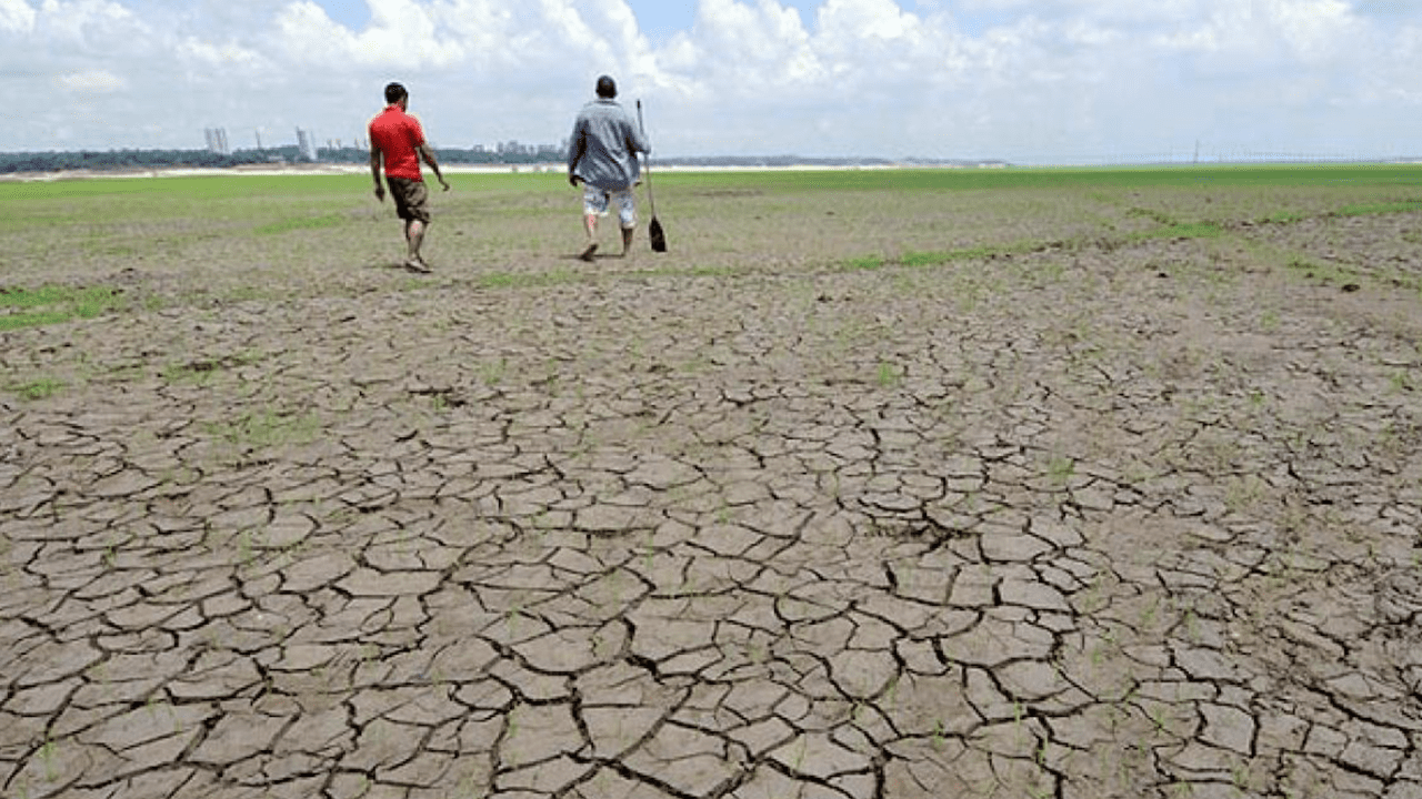 Bosques del Amazonas meridional y occidental, en riesgo de morir por sequía
