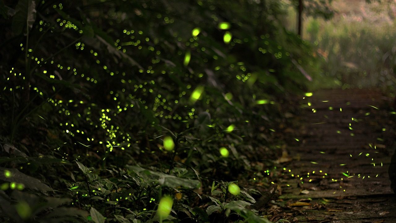 Lugares cerca de la Ciudad de México para ver luciérnagas