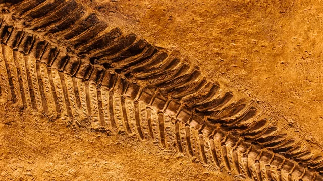 fósil artrópodo