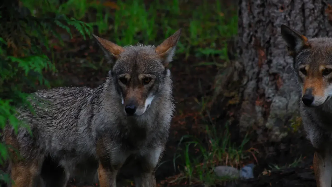 Hallan el único fósil conocido de lobo etíope de hace más de 1.5 millones de años