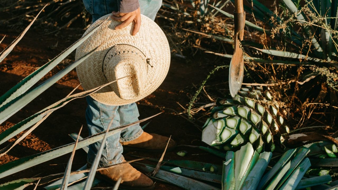 Tequileros mexicanos temen que aranceles de Trump amenacen su negocio