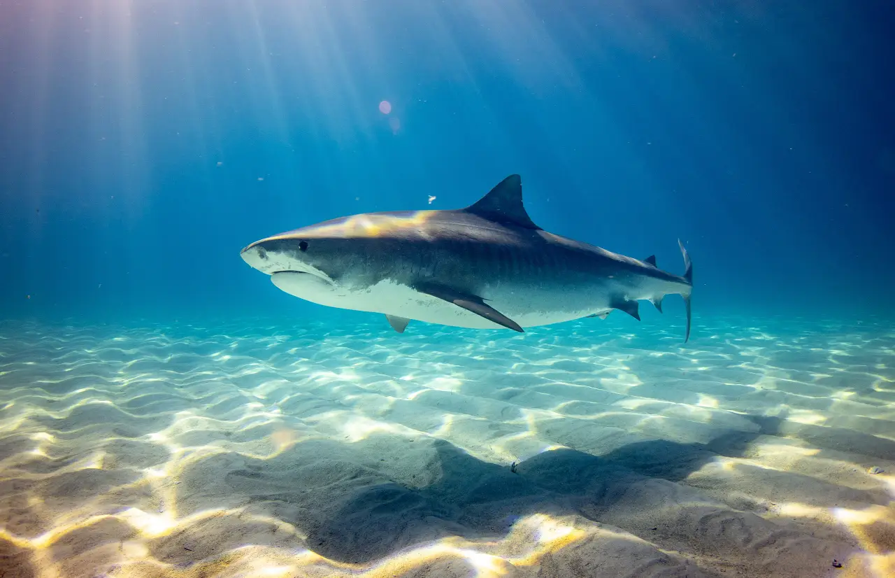 Registran el viaje más largo de un tiburón sedoso; 27,500 kilómetros en 18 meses