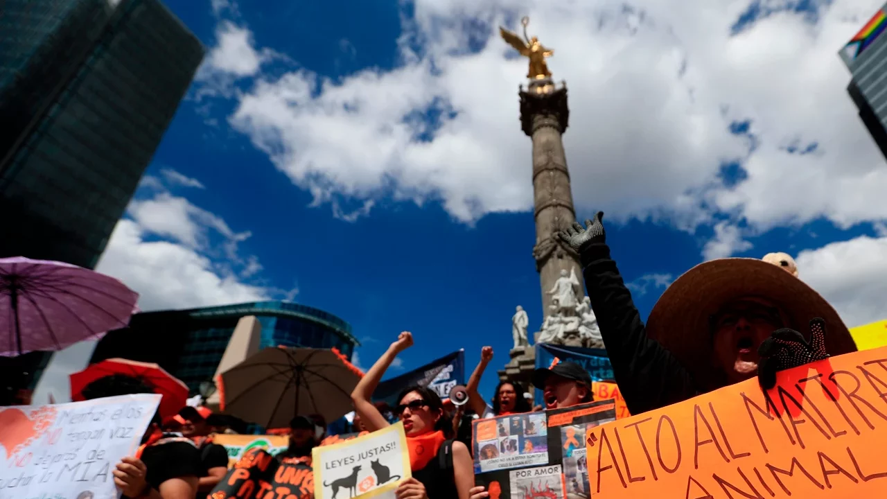 Entregan más de 160,000 firmas al Congreso para impulsar reformas sobre protección de animales