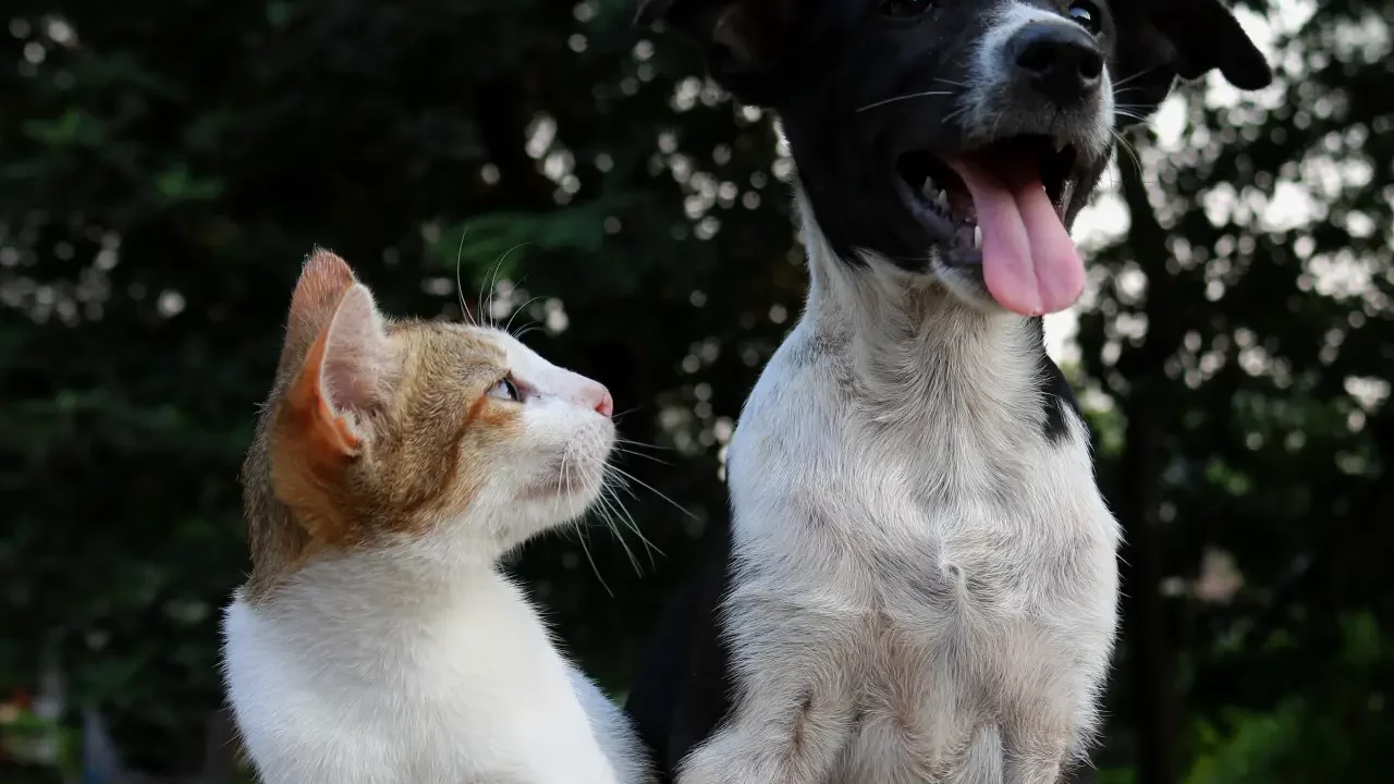 Propone Partido Verde frenar explotación comercial de perros y gatos en el país