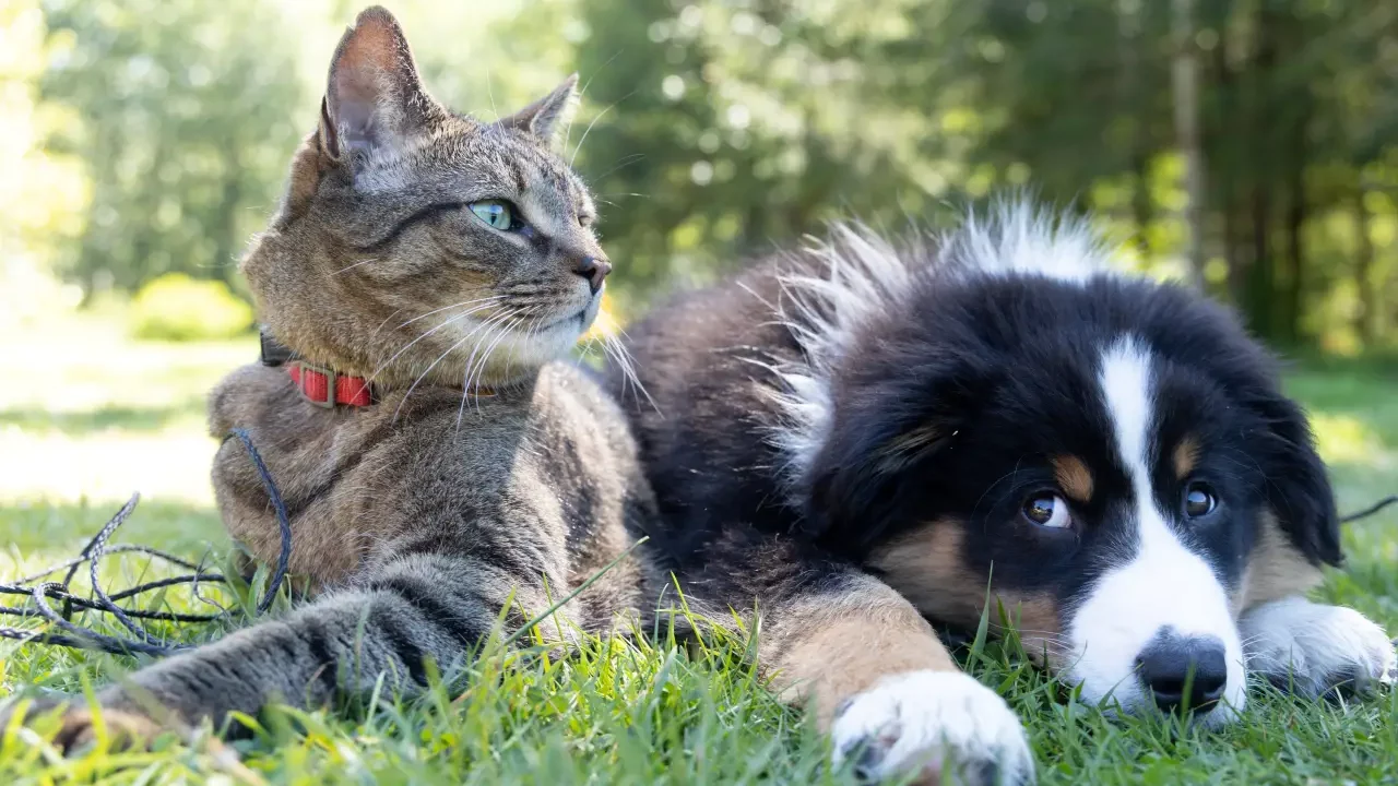 ¿Cómo proteger a nuestras mascotas del calor?