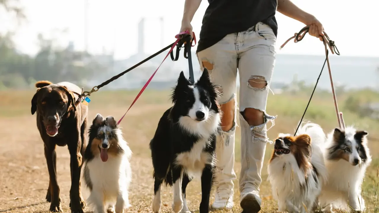 Así es cómo la industria pet mueve miles de millones en México