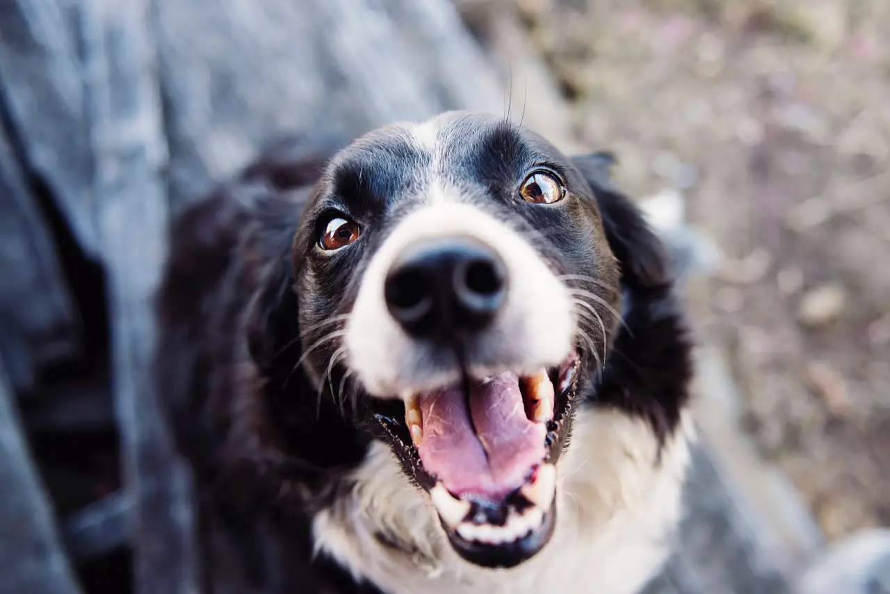 Adopción de mascotas: un acto social con impacto económico creciente