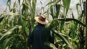 productores-maíz-Chiapas