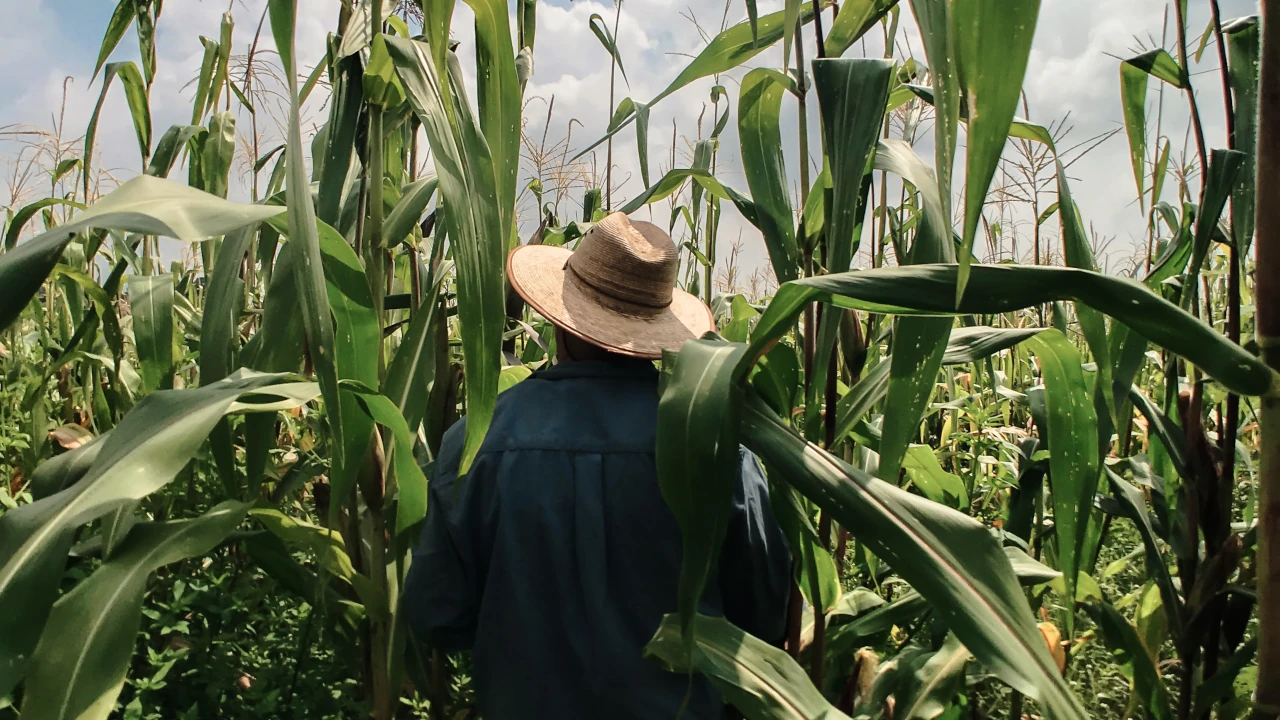 Prohibición del glifosato redujo la producción de maíz en un 1.6 millones de toneladas en un año en México