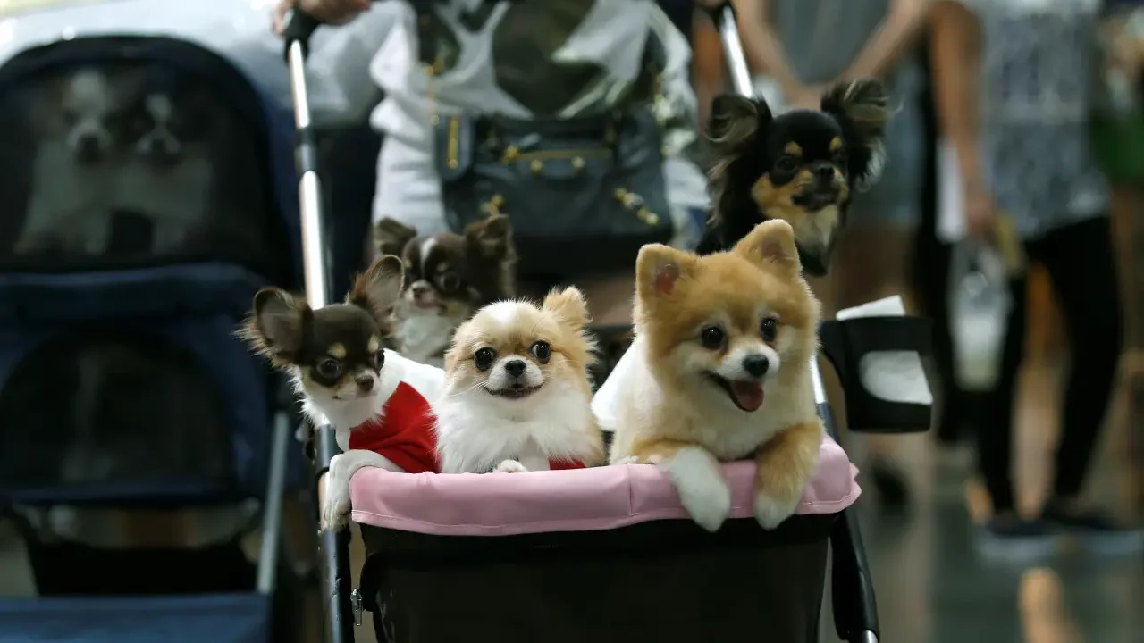La creciente adopción de mascotas en Latinoamérica, desafío para la tenencia responsable