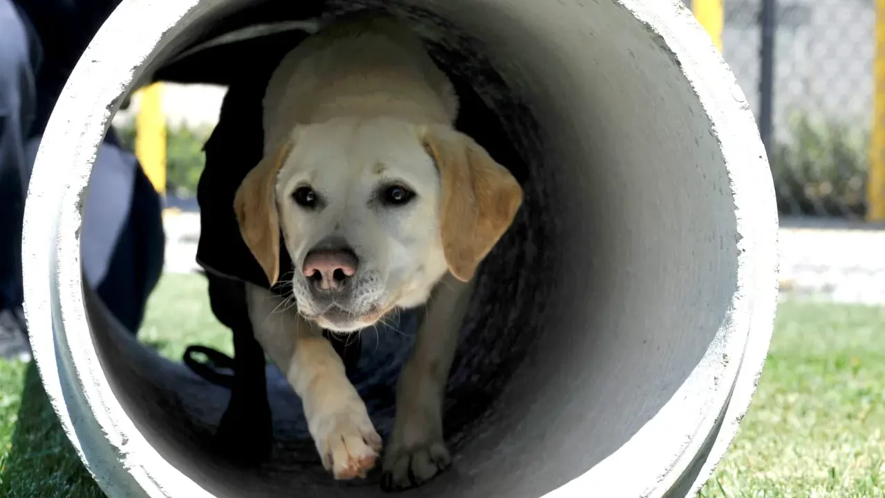 Estudio revela que los perros se vuelven más negativos al oler el estrés humano