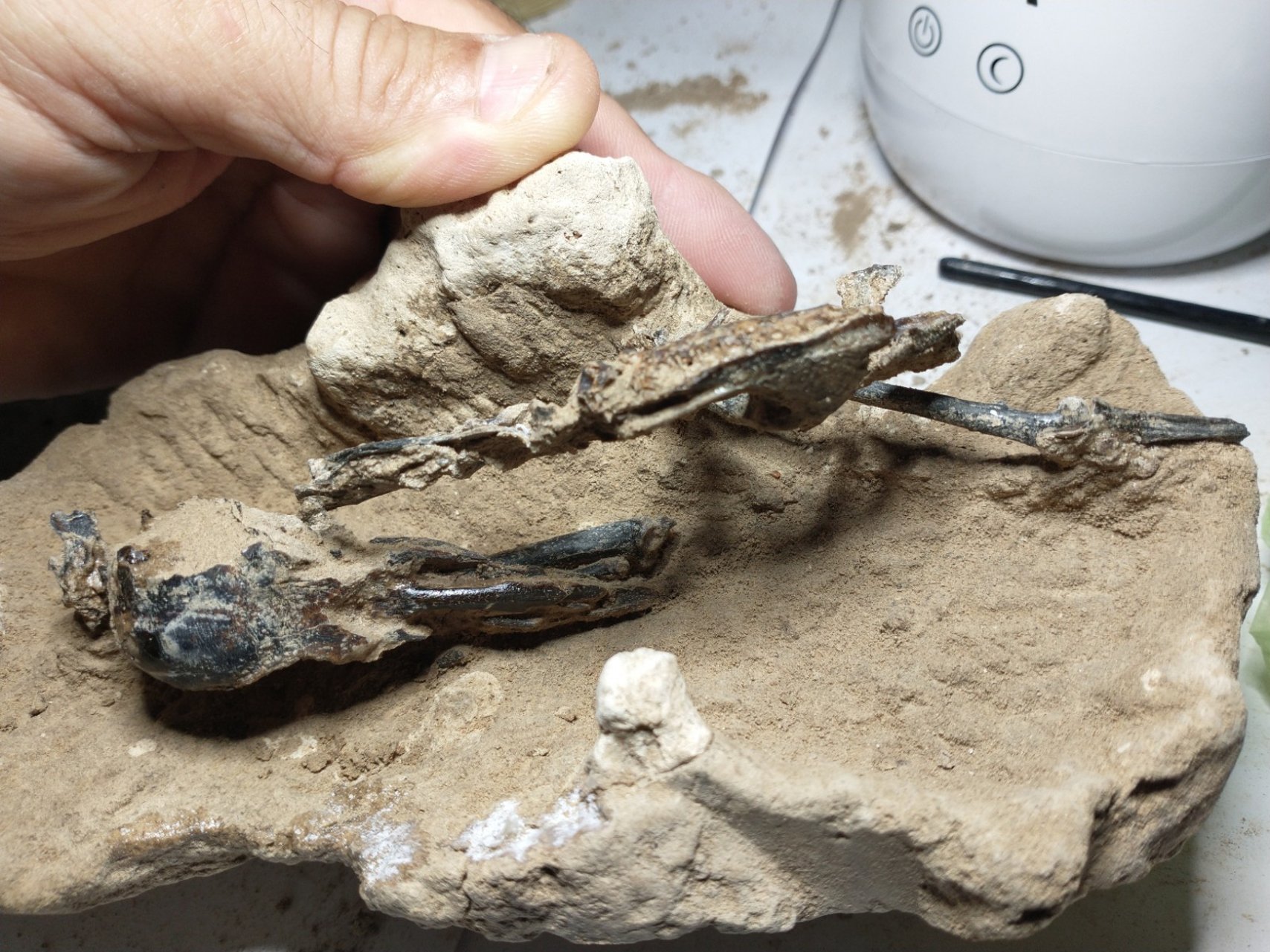Hallan en Argentina fósil de un pájaro carpintero de hace 200,000 años