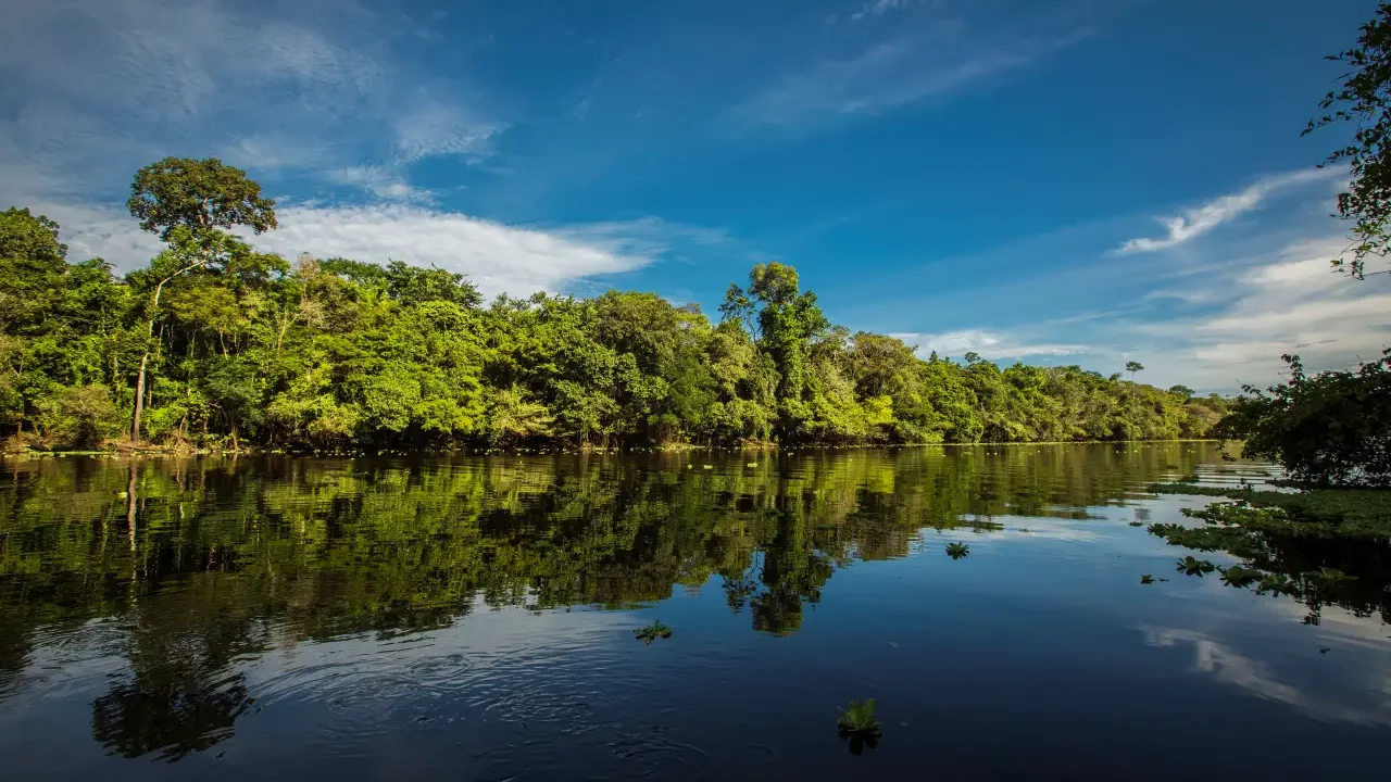 El videojuego para proteger el bosque amazónico de Perú