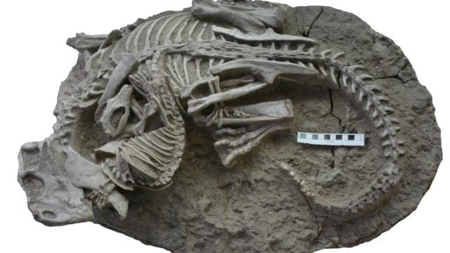 fósil mamífero dinosaurio