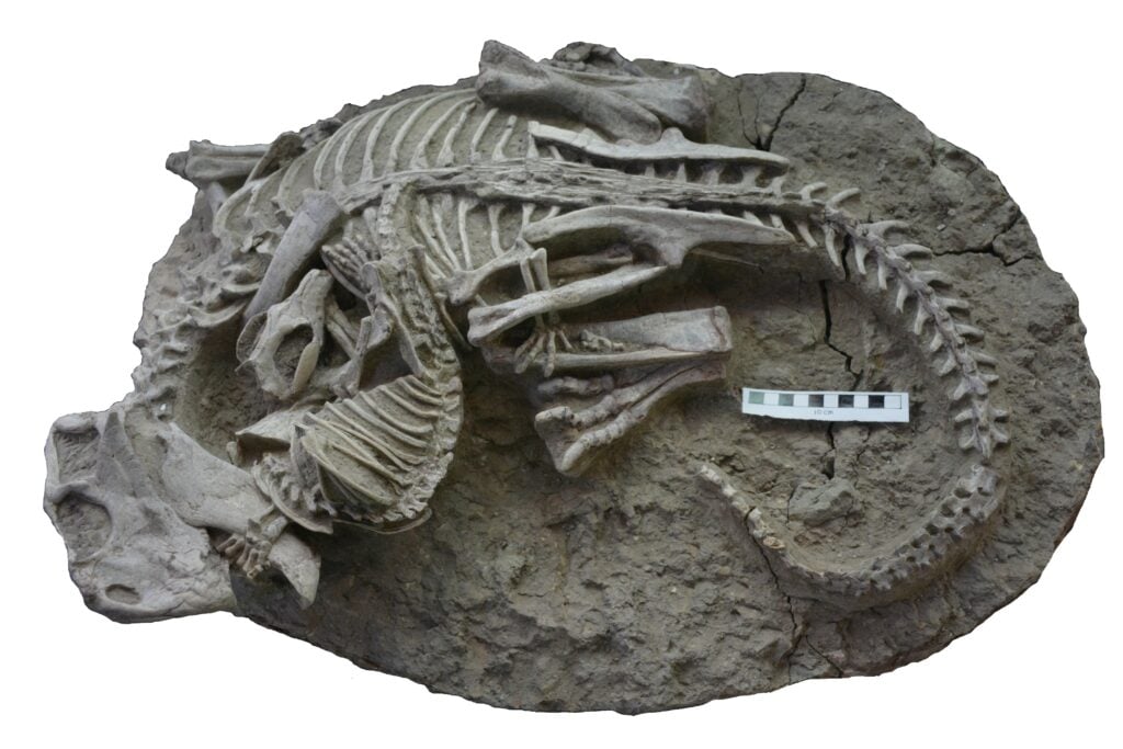 Hallan inusual fósil que revela evidencia de un mamífero atacando a un dinosaurio