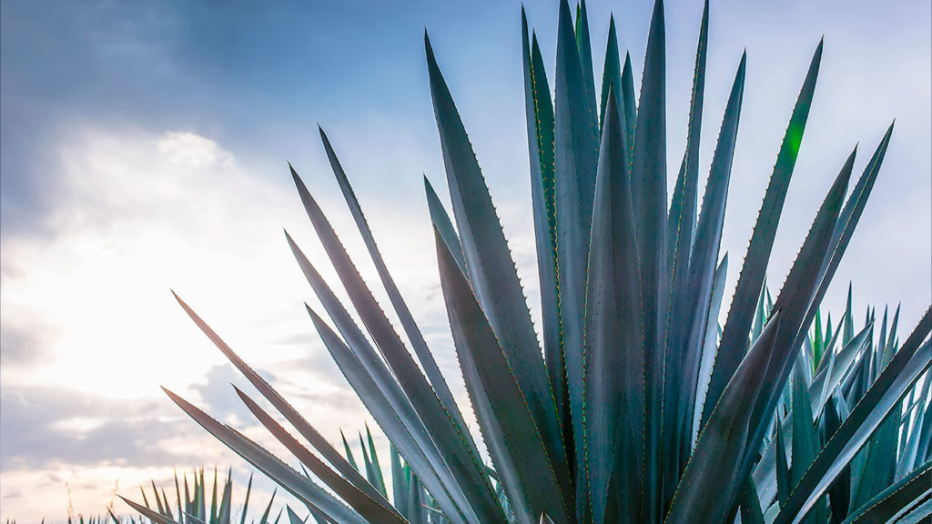 Tequila Blanco