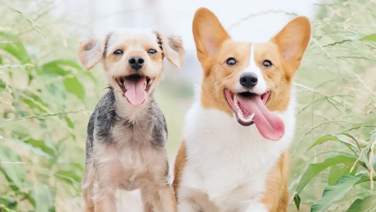 Científicos de China y EU crean perros autistas para avanzar en el estudio del trastorno