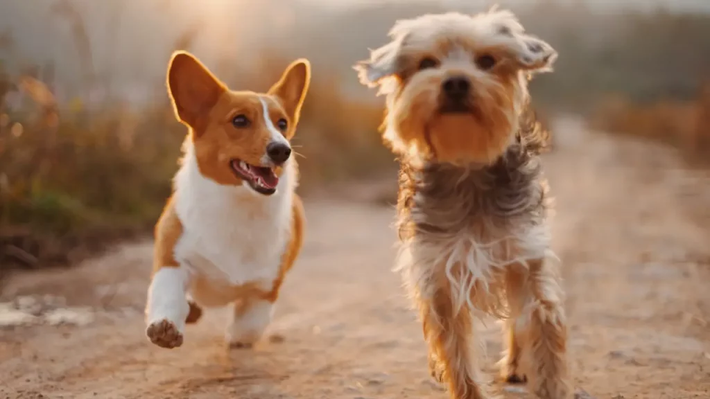 Perros-palabras
