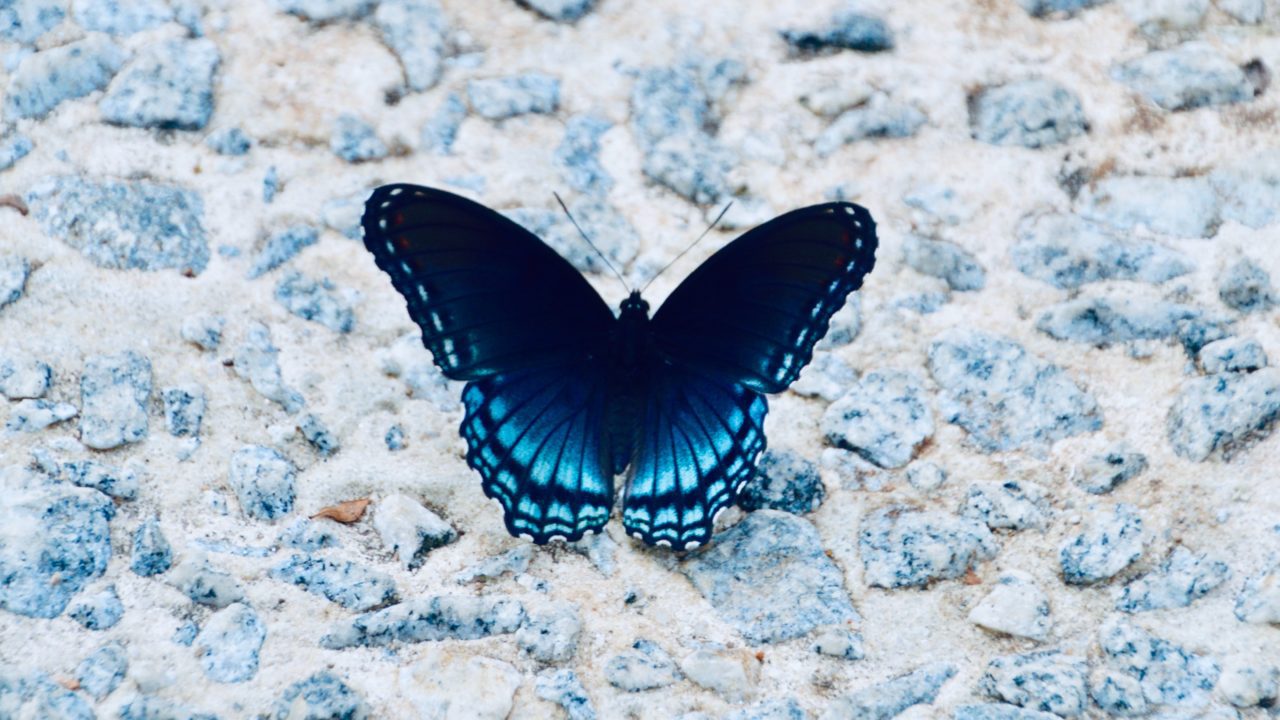Secuencian por primera vez el genoma de la extinta mariposa Xerces Blue
