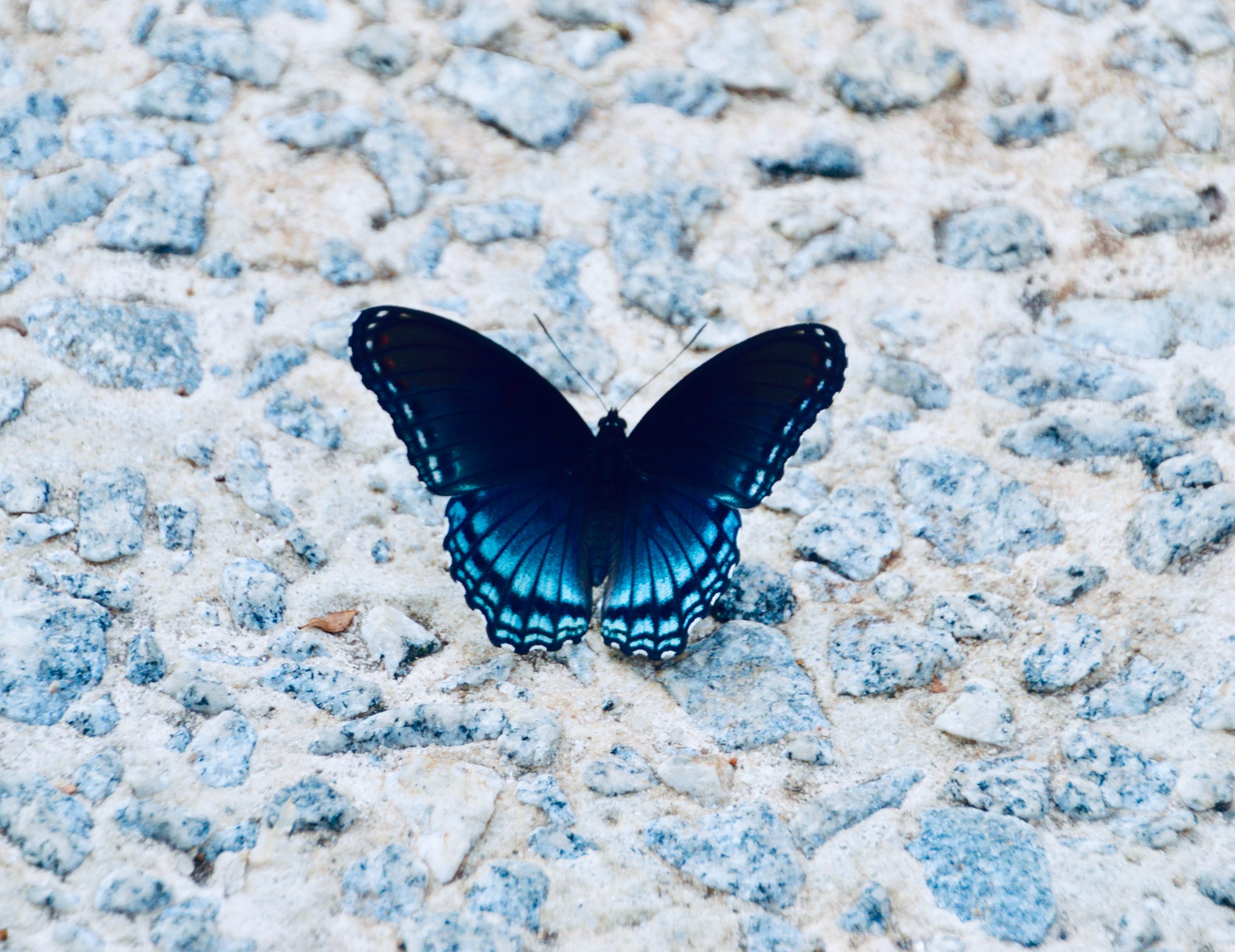 Secuencian por primera vez el genoma de la extinta mariposa Xerces Blue