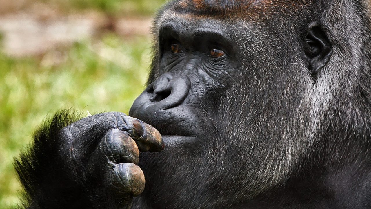 Estudio apunta que los primates tienen preferencias de color relacionadas con la dieta