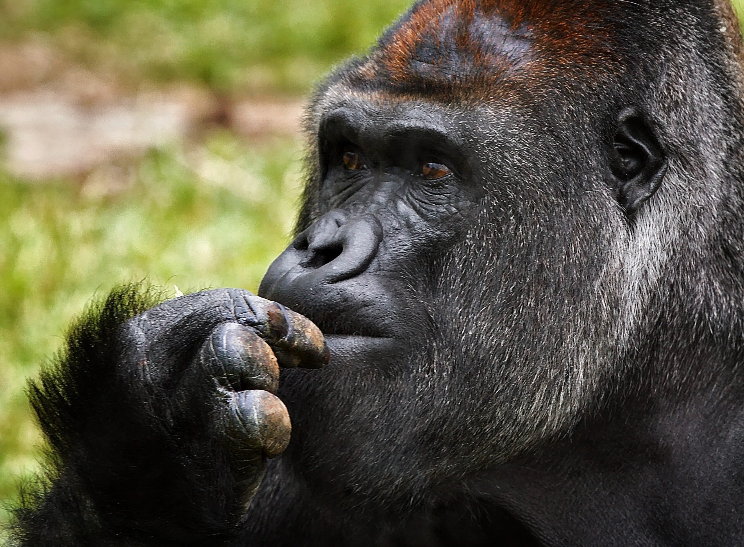Estudio apunta que los primates tienen preferencias de color relacionadas con la dieta