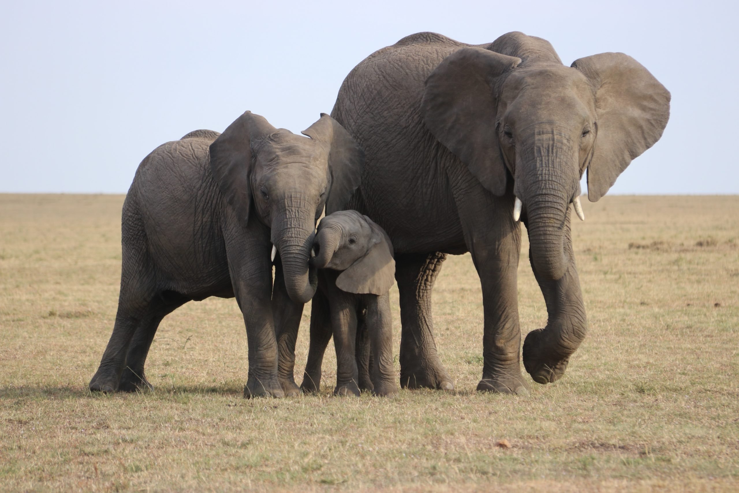 Matanza de elefantes en Sri Lanka deja 238 nuevos ejemplares muertos