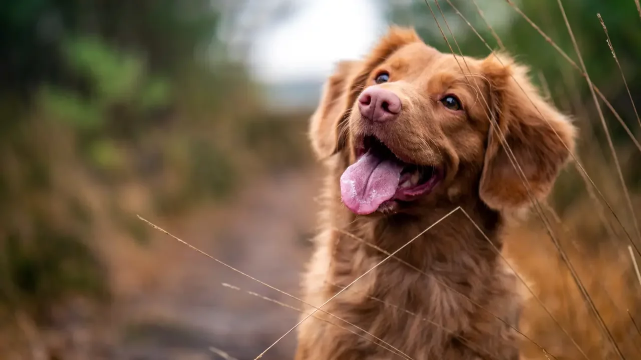 5 beneficios de tener un perro para la salud mental