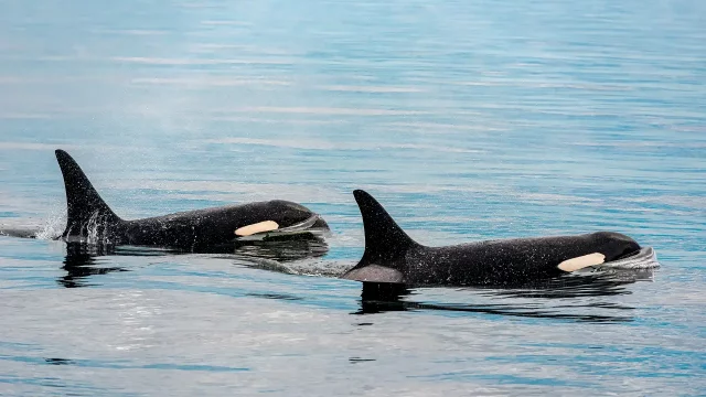 orcas protegen hijos